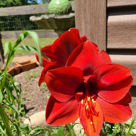 COPY - Posh Ambassador 👔🩳🩴👒👟👠🥿👡👗🩱👖🪖 - Picture 2 of 2